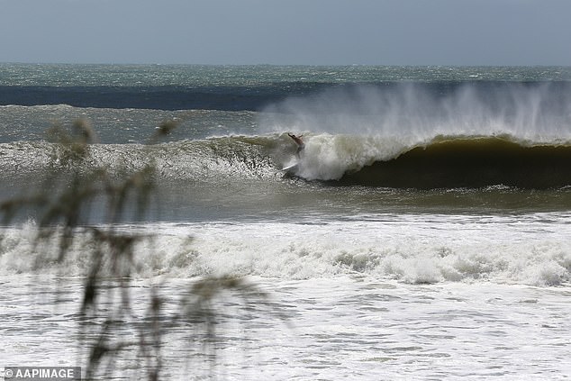 Las autoridades han advertido que Swells retomará más durante los próximos días y podrían ser increíblemente peligrosos. En la foto se muestra un surfista que viaja en masivos en la costa del sol de Queensland