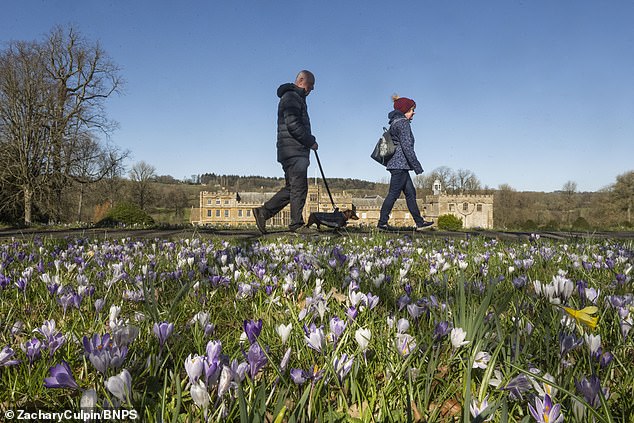 Dorset: Un hombre que sale con su perro bajo el sol junto a los azafrados de primavera y los narcisos en Forde Abbey el domingo