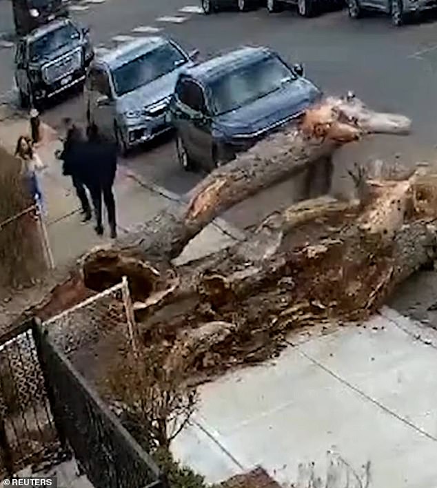 El trío miró hacia atrás con horror después de la caída y se vio el tronco del árbol bloqueando la calle y sobresaliendo en el camino