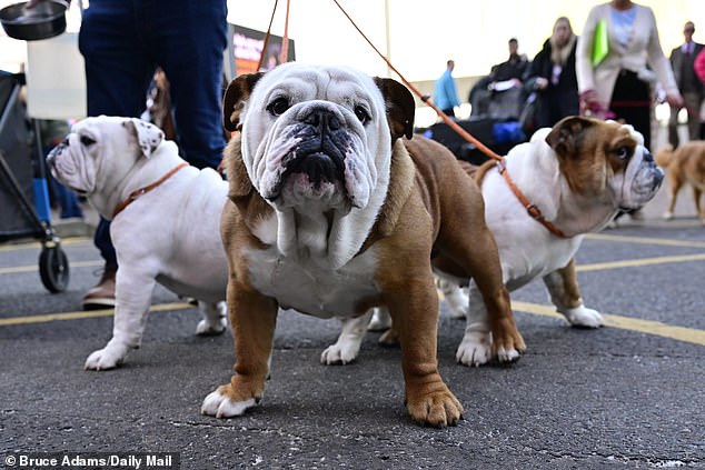 Docenas de perros bellamente arreglados llegaron por el tercer día de Crufts el sábado por la mañana, para ver quién ganará un conjunto de premios codiciados