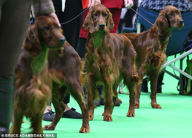 Setter irlandés a juzgar durante Crufts 2025 en el Centro Nacional de Exposiciones en Birmingham