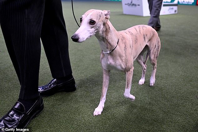 Miuccia es el primer perro italiano en ganar el premio y se convierte en el cuarto Whippet en hacerlo