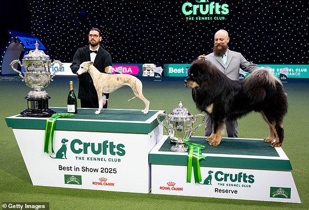 Whippet, de cuatro años, Miuccia (izquierda), fue coronada mejor en el show ganador en el evento de este año, mientras que el Mastín Tibetano, Viking (derecha), fue nombrado subcampeón