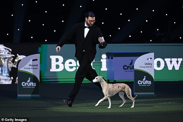 Miuccia, un whippet, corre alrededor del ring con el propietario Giovanni Liguori, de Italia, después de ganar el título para el mejor show