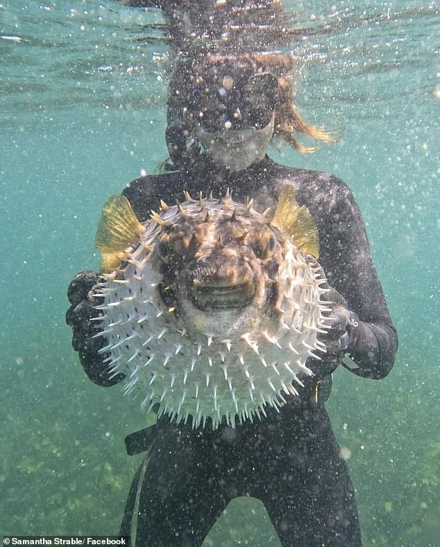 Samantha Strable había sido fotografiada previamente sosteniendo un pescado potencial potencialmente letal que se había inflado en un intento por protegerse a sí mismo