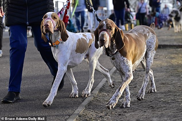 Crufts trae más de 150,000 al NEC de Birmingham, con casi 9 millones para sintonizar y mirar en la televisión; El programa se transmite en el Reino Unido en el Canal 4