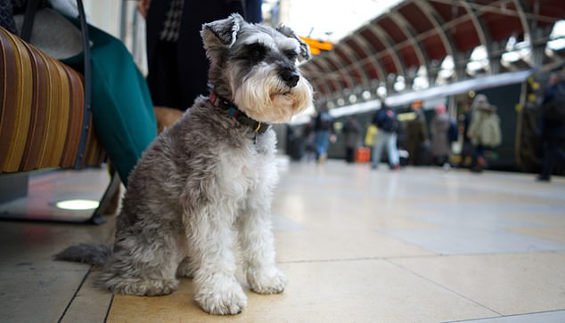 La investigación de Trainline muestra que más dueños de perros viajan para trabajar con sus mascotas, elevándose a una de cada cinco para la Generación Z