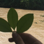 coca leaf